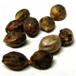 Семена марихуаны АК-47  (Seeds AK-47) в Юрюзани